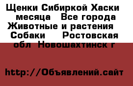 Щенки Сибиркой Хаски 2 месяца - Все города Животные и растения » Собаки   . Ростовская обл.,Новошахтинск г.